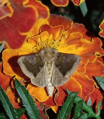 Diachrysia chrysitis