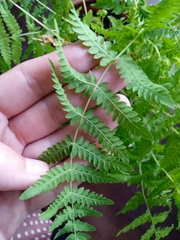 Thelypteris palustris