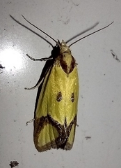 Agapeta zoegana