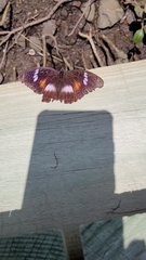 Hypolimnas bolina nerina