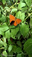 Ariadne ariadne