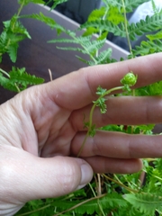 Thelypteris palustris