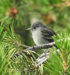 Empidonax