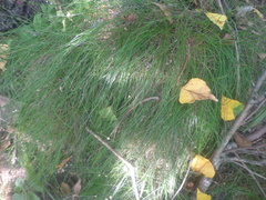 Festuca