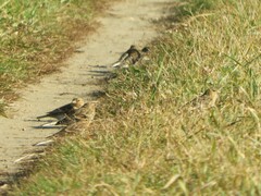 Linaria flavirostris