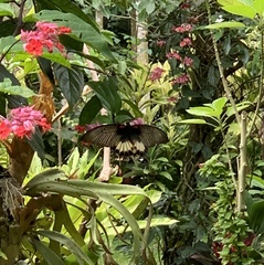 Papilio memnon