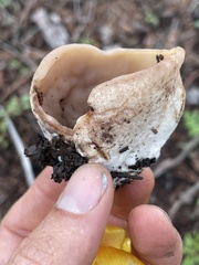 Pezizaceae