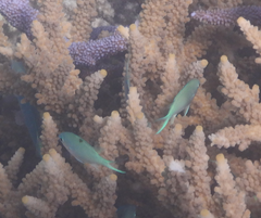 Chromis viridis