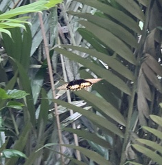 Papilio memnon