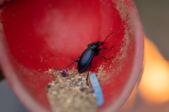 Carabus scheidleri