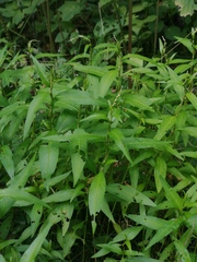 Persicaria