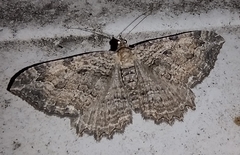 Rheumaptera meadii