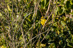 Zosterops anderssoni anderssoni