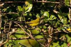 Zosterops anderssoni anderssoni