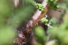 Ambrosiinae