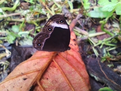 Mycalesis anaxias