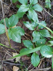 Orthilia secunda