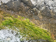 Chlorophyta