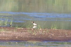 Haematopus ostralegus