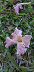Tabebuia rosea