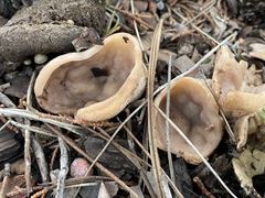 Pezizaceae