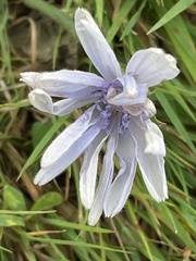 Cichorium intybus