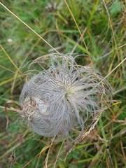 Geum montanum