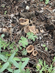 Pezizaceae