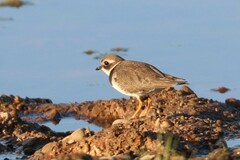 Charadrius hiaticula