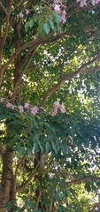 Tabebuia rosea