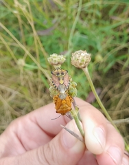 Carpocoris purpureipennis