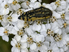 Acmaeodera amplicollis