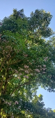 Tabebuia rosea