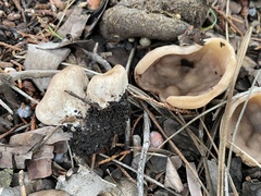 Pezizaceae