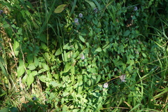 Mentha spicata