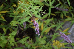 Buddleja
