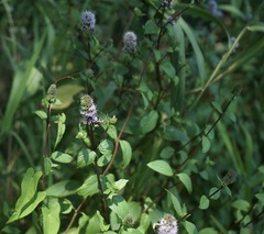 Mentha spicata