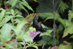 Papilio bianor