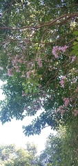 Tabebuia rosea