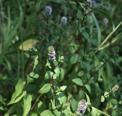 Mentha spicata