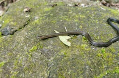 Hebius atemporalis