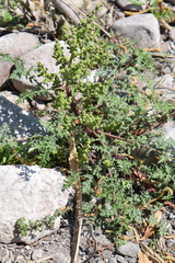 Ambrosiinae
