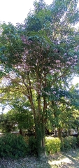 Tabebuia rosea