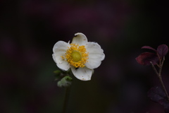 Eriocapitella vitifolia