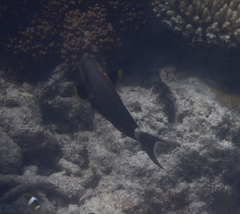 Acanthurus nigricauda