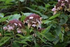 Hydrangea