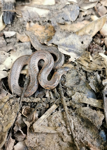 Photo of a Blakeway's Mountain Snake (Plagiopholis blakewayi)