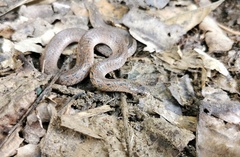 Plagiopholis blakewayi