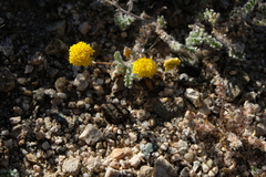 Trichoptilium incisum