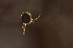Araneus trifolium
